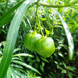 Thevetia nereifolia (Yellow Oleander Thevetia peruviana)