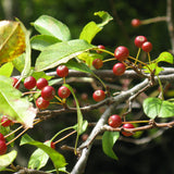 Malus baccata var. himalaica (Himalayan Crabapple)