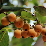 Diospyros lotus (Date Plum Persimmon, Caucasian Persimmon)