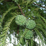 Taxodium distichum imbricatum (Pond Cypress)