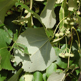 Tilia tomentosa (Silver Linden)