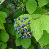 Viburnum dentatum (Arrow-wood viburnum, Southern Arrow-wood)