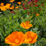 ESCHSCHOLZIA californica (Orange California Poppy)