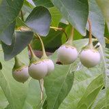Styrax japonica (Japanese Snowbell)