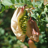 Colutea arborescens (Common Bladder-Senna)