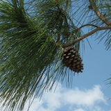 Pinus palustris  (Longleaf Pine)