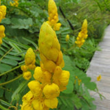 Cassia alata (Ringworm Cassia)