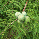 Taxodium distichum Southern (Bald Cypress)
