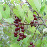 Prunus virginiana (Black Chokecherry, Black Choke cherry)