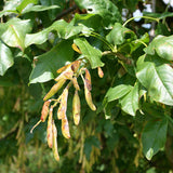 Laburnum alpinum (Scotch Laburnum)