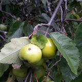 Malus ioensis (Prairie Crab Apple)