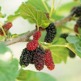 Morus nigra (Black Mulberry)