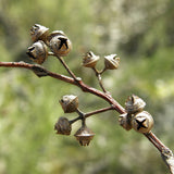 Eucalyptus Camaldulensis (Red Gum, River Red Gum)