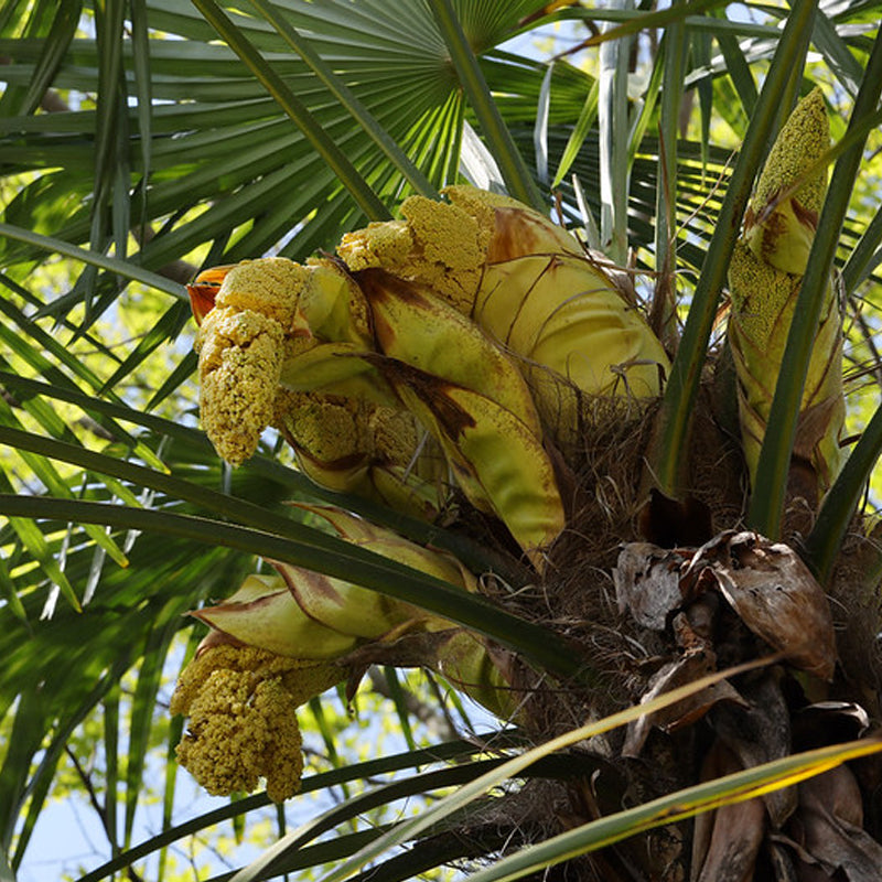 Trachycarpus excelsus (fortunei) (Windmill Palm, Hemp Palm)
