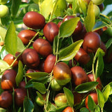 Ziziphus jujuba (Jujube, Chinese Date)