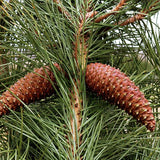 Pinus pinaster (Maritime pine, Cluster pine)