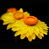 HELICHRYSUM subulifolium (Strawflower, Yellow)