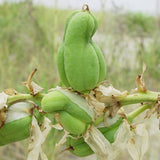 Yucca filamentosa (Adam's Needle, True Adams Needle)