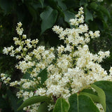 Syringa amurensis japonica (Japanese Tree Lilac)