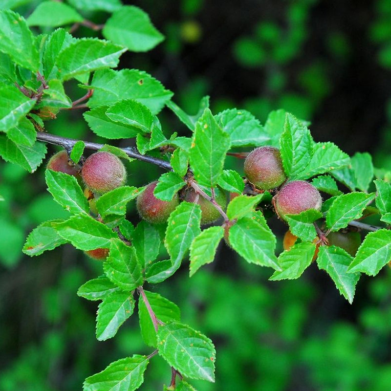 Prunus triloba	(Flowering Almond, Flowering Plum)