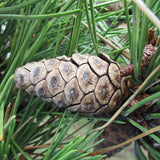 Pinus thunbergii (Japanese Black Pine)