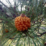 Pinus canariensis (Canary Island Pine, Canary Pine)