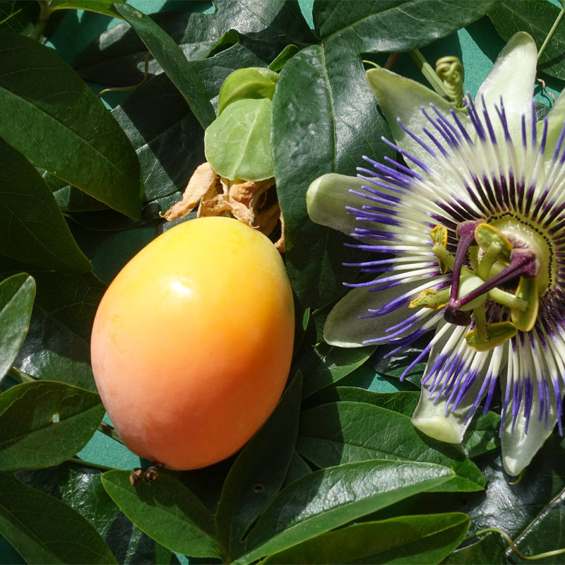 Passion fruit flower hotsell