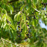 Prunus padus (European Bird Cherry)