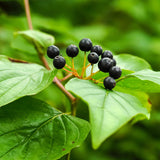 Cornus sanguinea (Bloodtwig Dogwood, European dogwood)