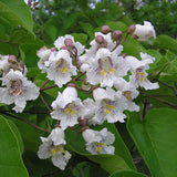 Paulownia catalpifolia (Catalpa Paulownia)