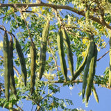 Moringa oleifera (Benzoil tree, Ben Oil tree, Drumstick Tree)