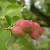 Magnolia soulangeana (Saucer Magnolia)