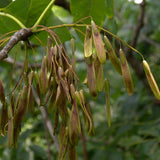 Fraxinus americana d.w. (White Ash)