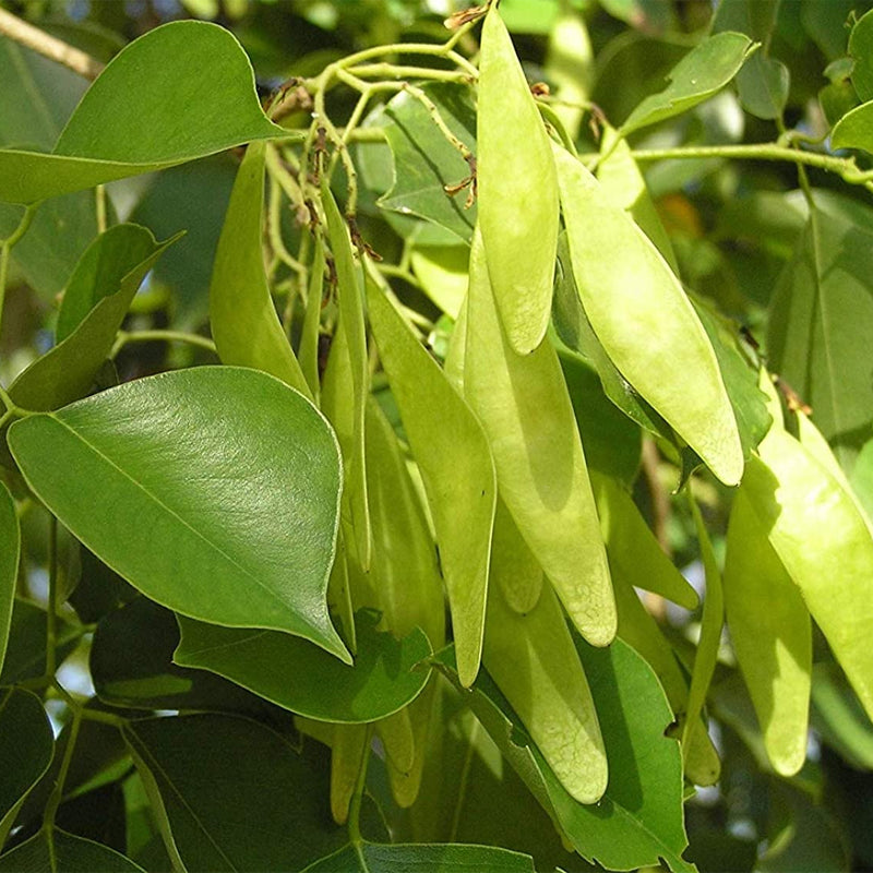 Eetti Tree Dalbergia sissoo (North Indian Rose wood) – MySeedsCo