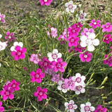 DIANTHUS deltoides (Maiden Pinks, Mixed)