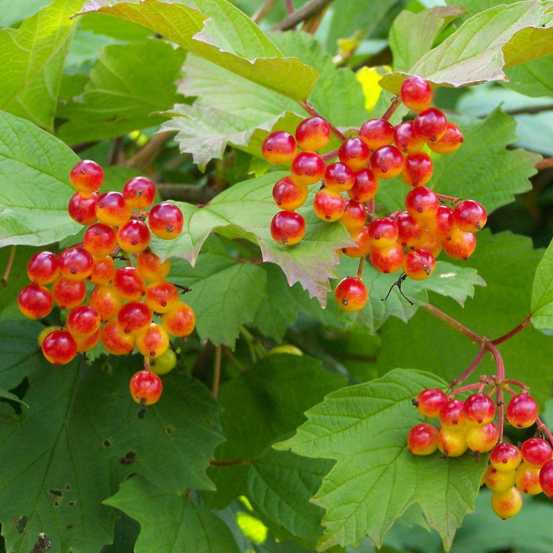 Canbery Tree Highbush Cranberry Tree