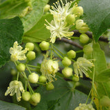 Tilia cordata (Littleleaf Linden)