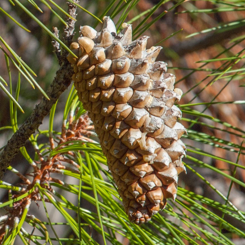 Pinus attenuata (Knobcone Pine)