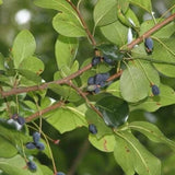 Nyssa aquatica (Water Tupelo)