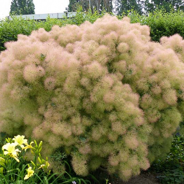 Cotinus