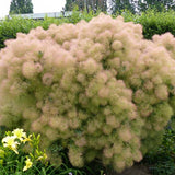 Cotinus coggygria (Smokebush)