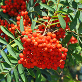 Sorbus aucuparia (European Mountain Ash)