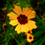 COREOPSIS basalis (Golden Wave Tickseed)