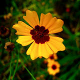 COREOPSIS basalis Golden Wave Tickseed