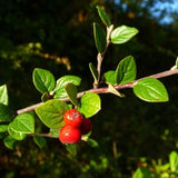 Cotoneaster dielsianus  c.s. (Diel's Cotoneaster)