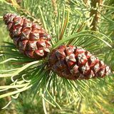 Pinus mugo mughus (Mugo Pine)