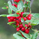 Shepherdia canadense (Canada Buffaloberry, Foamberry,  Russet Buffaloberry, Soapberry, Soopolallie)