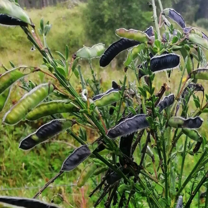 broom plant seed pods Cytisus scoparius (Scotch Broom) 1/2 lb (~17504 Seeds)