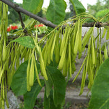 Fraxinus pennsylvanica (Green Ash)