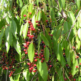 Prunus serotina (Black Cherry, Wild Cherry, Wild Black Cherry)